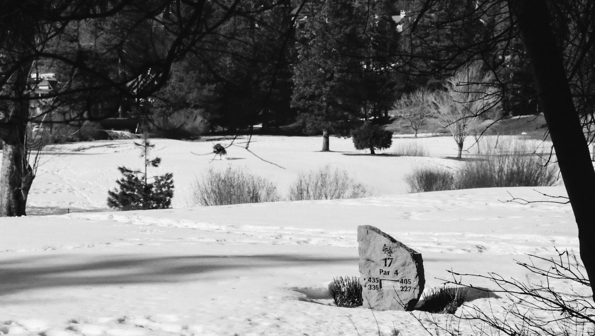 snow covered field and trees during daytime